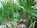 锯棕榈(Saw Palmetto)与女性