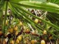 预防前列腺肥大天然食品─锯榈莓萃取物(Saw Palmetto Extract)