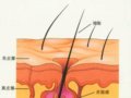 头发的生理特征和机能