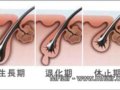 头发的生长期、退化期及休止期