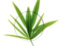 锯棕榈(Saw Palmetto)与女性