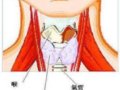 浮肿 掉发 甲状腺机能低下