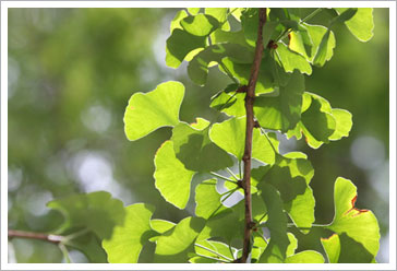 電腦族眩暈症高危險群 銀杏葉製劑提前預防