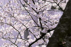 養生專家的春天不生病祕方