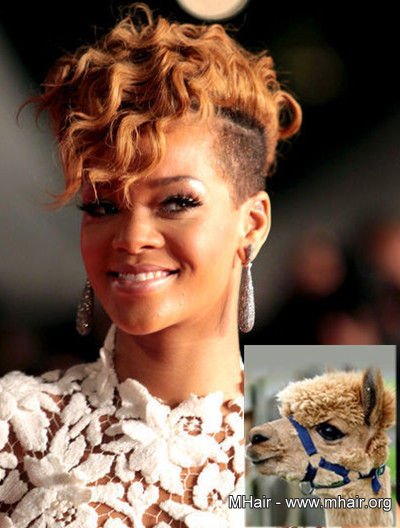 明星与宠物撞发 大比萌