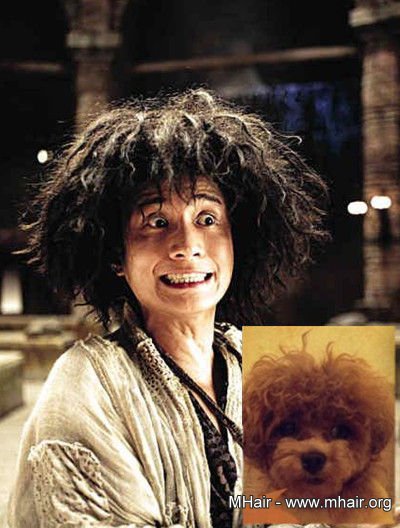 明星与宠物撞发 大比萌